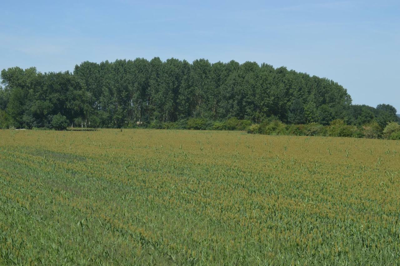 Vila Gite Dans Le Vignoble De Bourgueil Le Port Boulet Exteriér fotografie